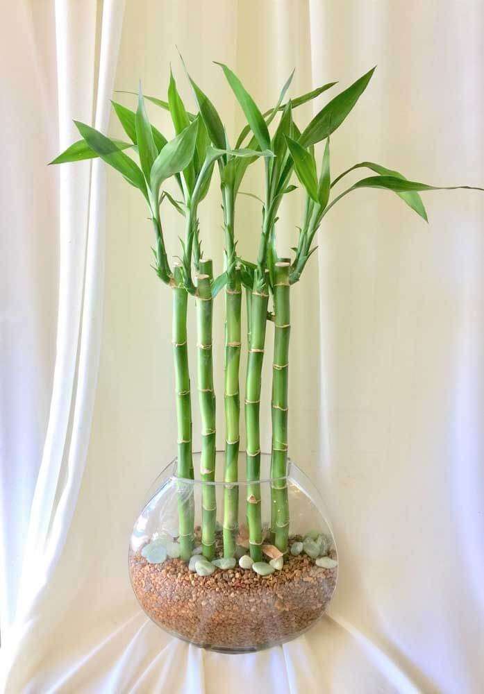 Como cuidar do bambu da sorte 