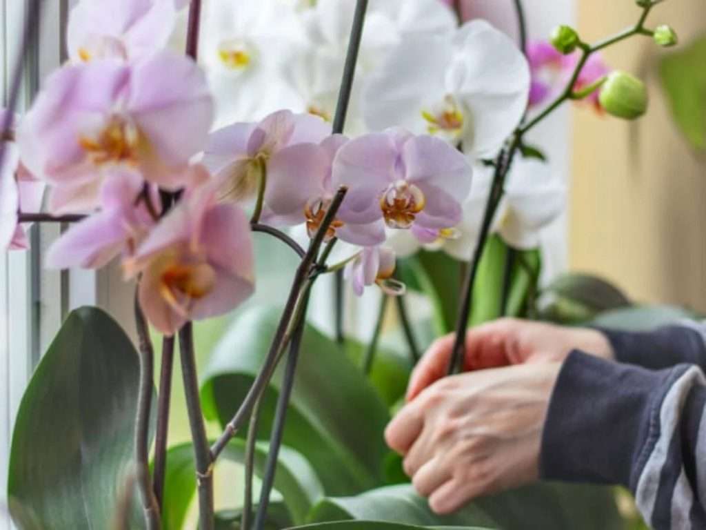  como cuidar de orquídea