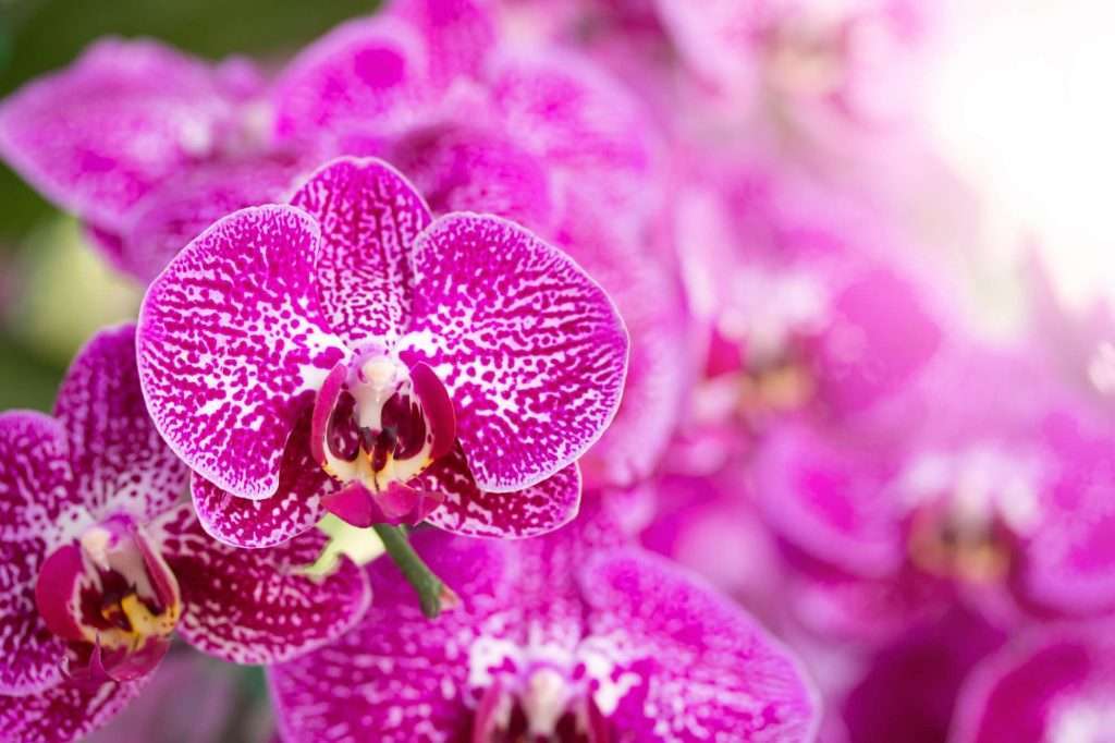 orquídea phalaenopsis 