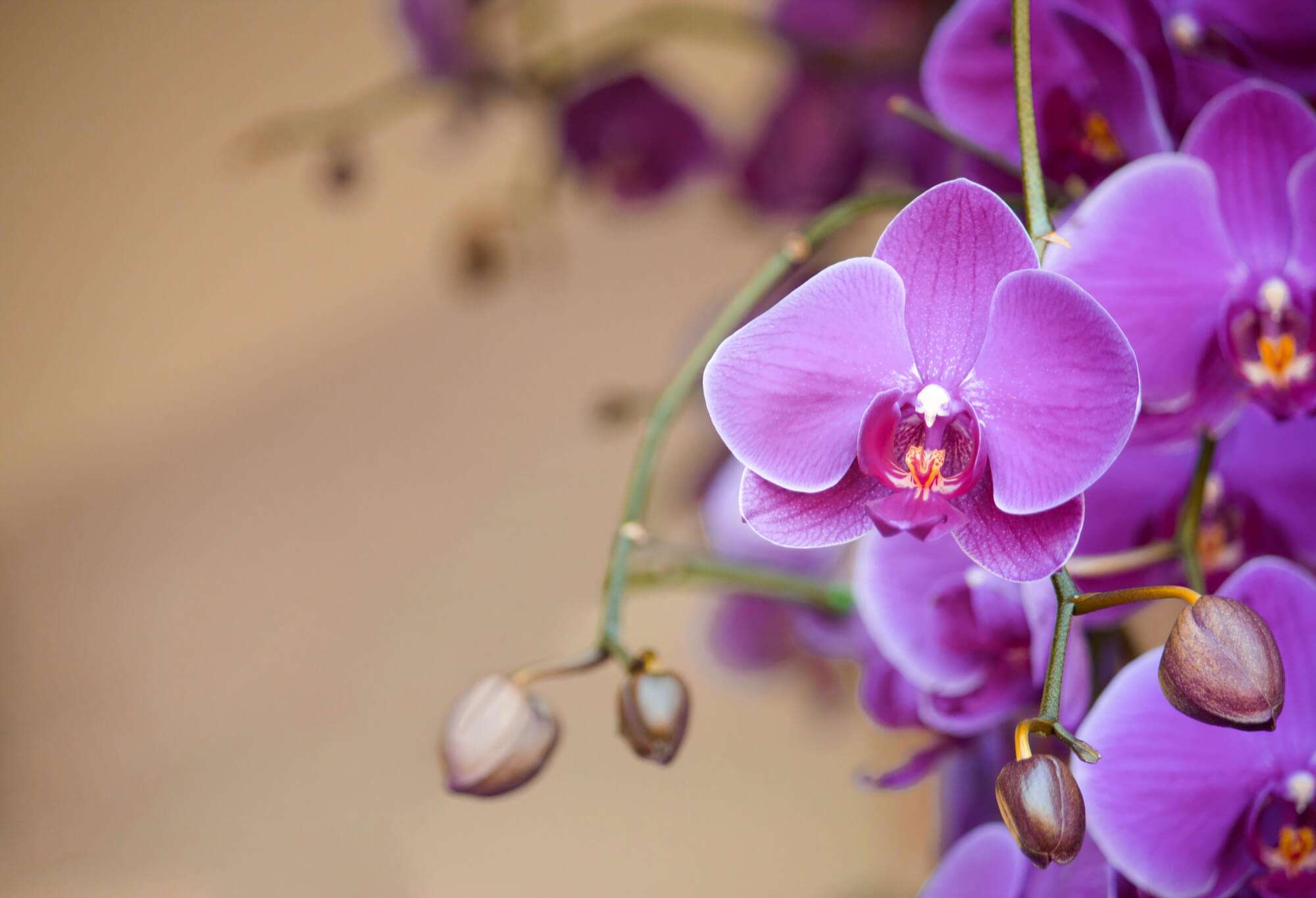 Orquídea phalaenopsis: 6 dicas de como cultivar e cuidar 