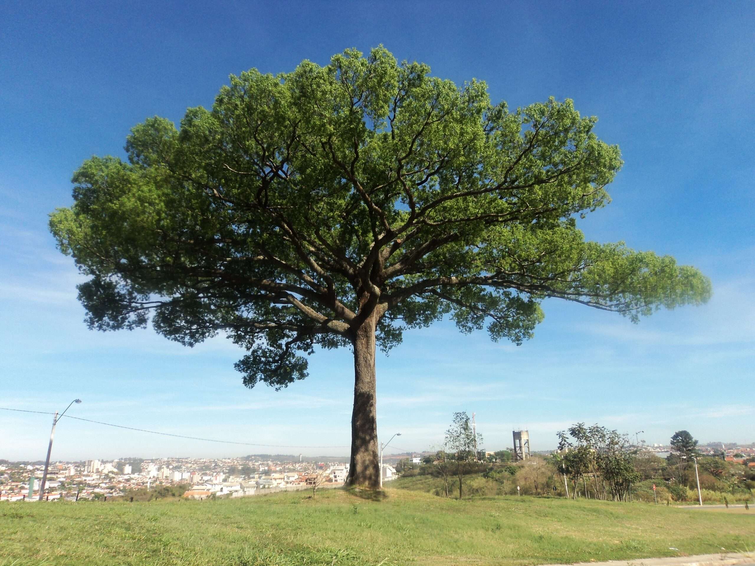 Descubra os tipos de árvores que existem no mundo e suas incríveis características