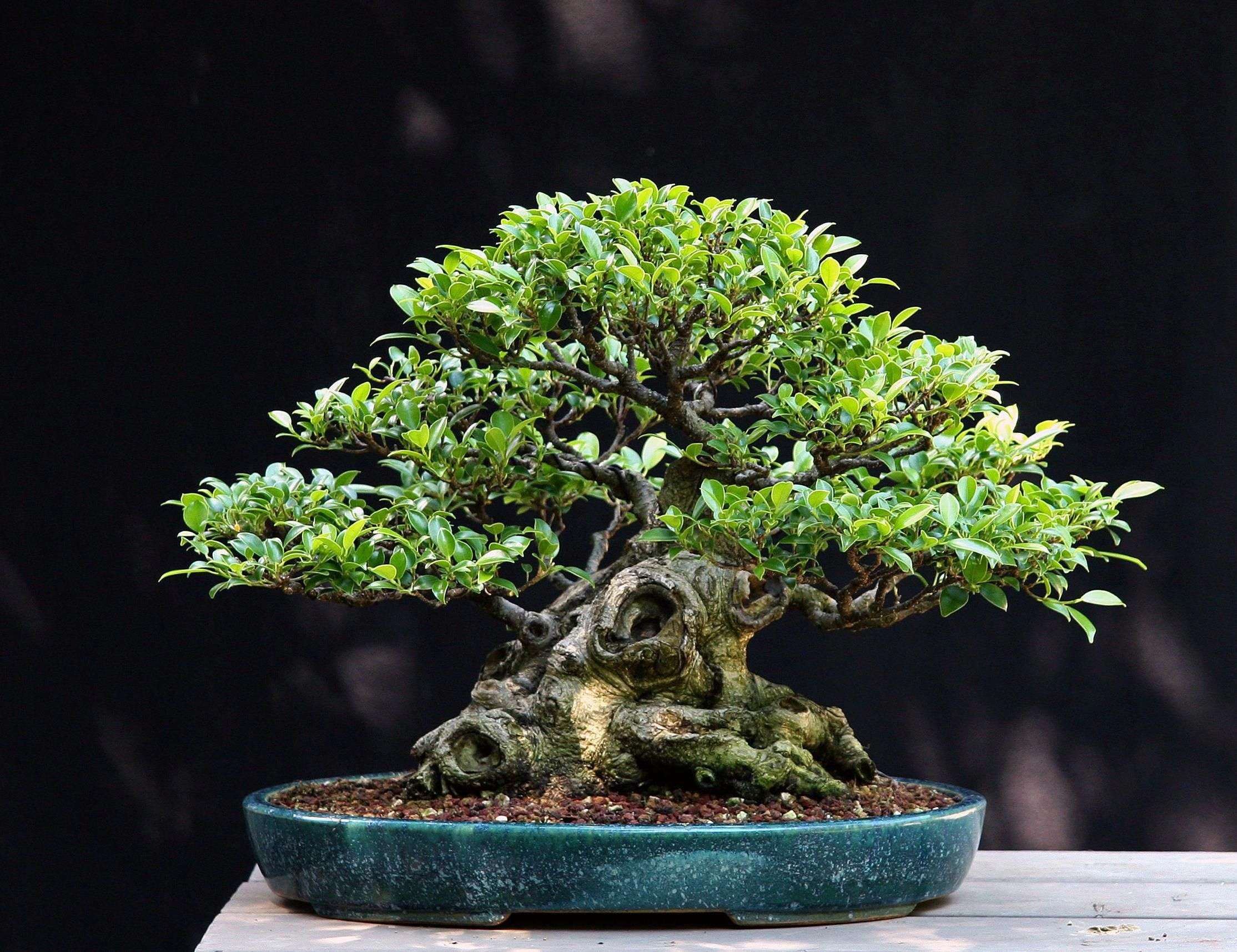 Como cuidar de um bonsai de jabuticaba