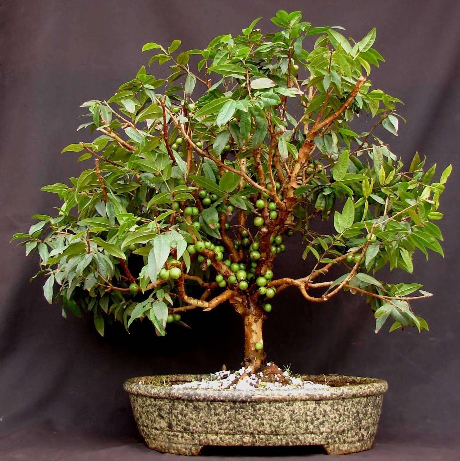 como fazer um bonsai de jabuticaba