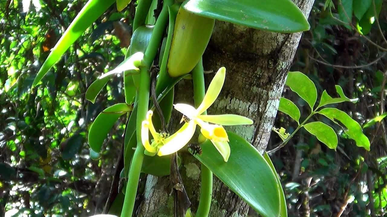Orquídea baunilha: como plantar, cultivar e polinizar