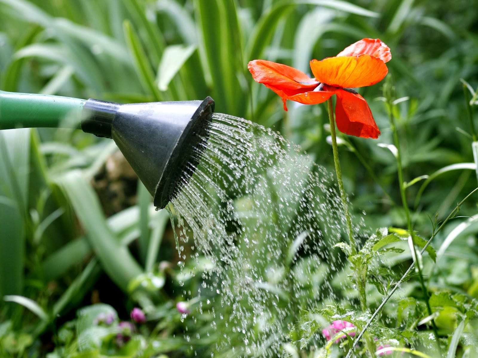 Qual a melhor hora para regar as plantas?