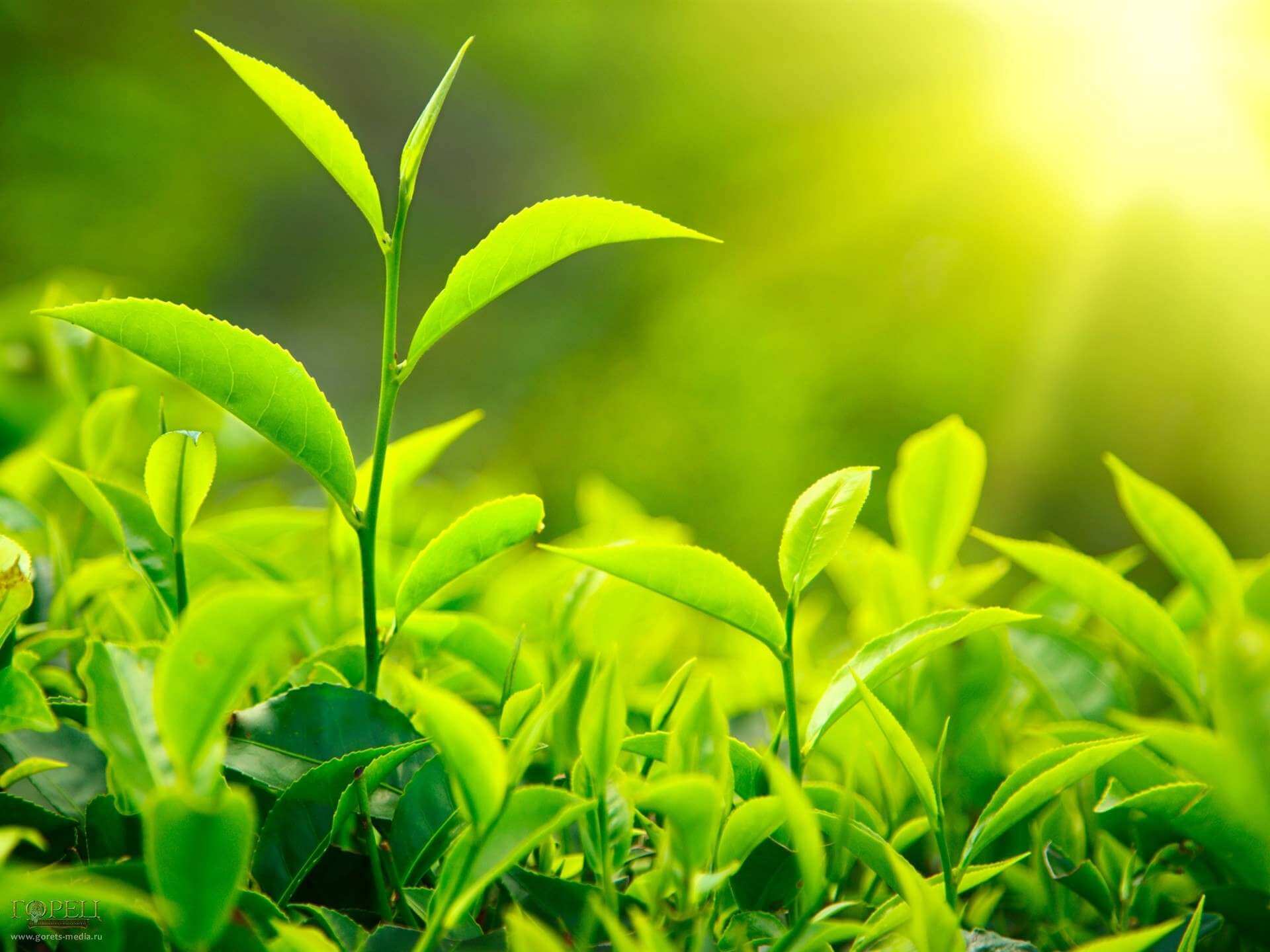 Plantas que não Precisam de Sol: Descubra Alternativas para apartamentos