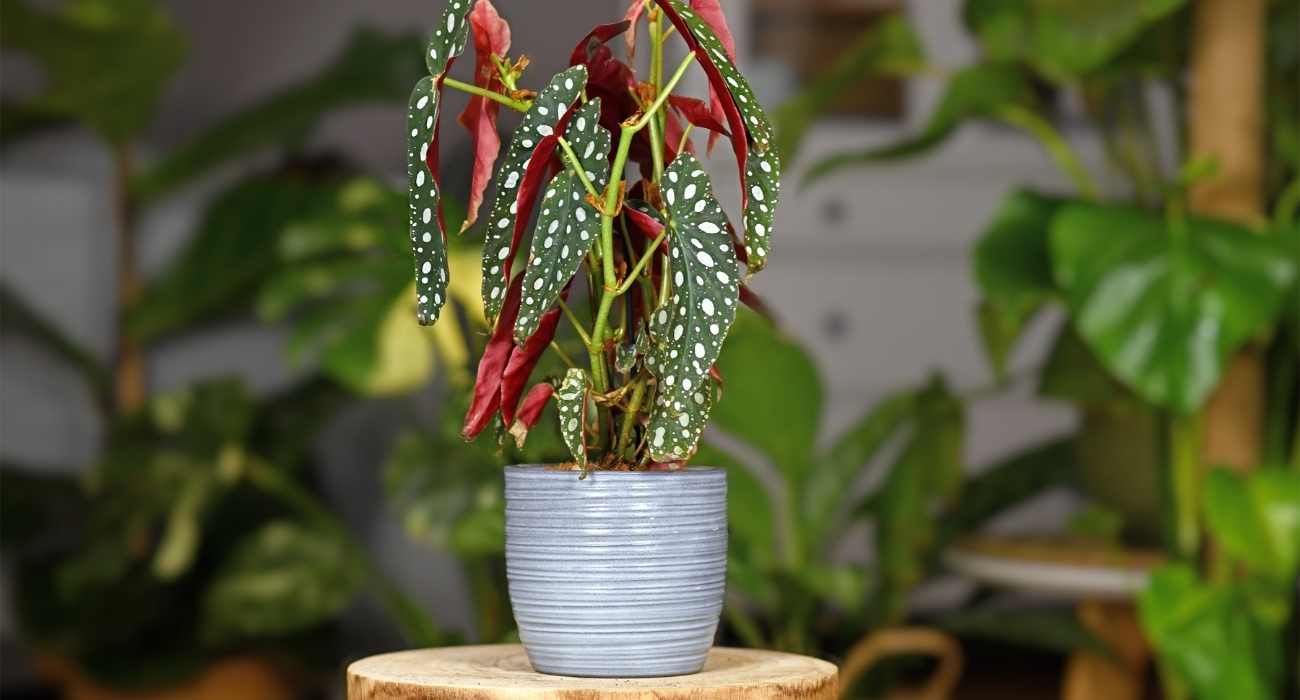 Tudo sobre a Begonia Maculata Flor – Dicas de Cultivo e Cuidados