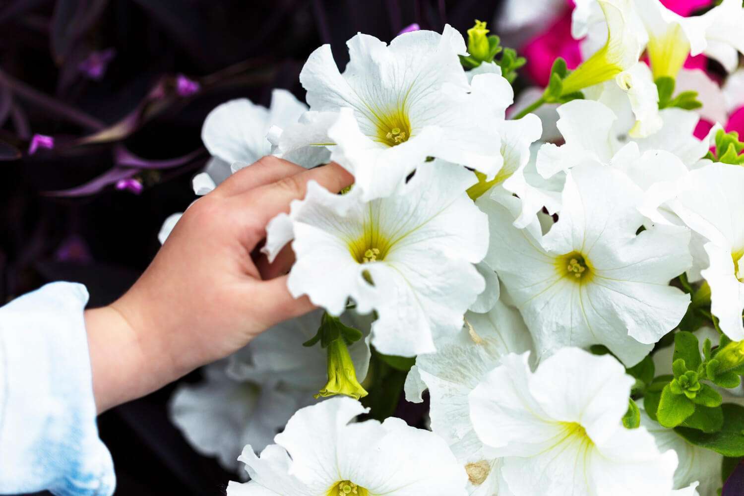 Flor Branca Cheirosa e Perfumada
