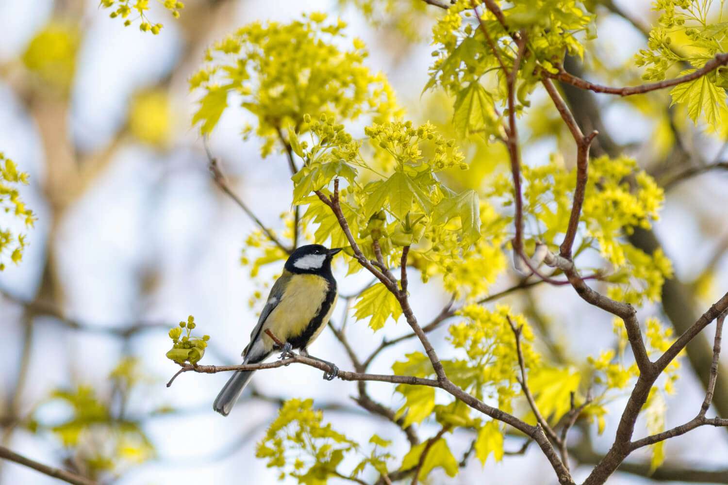 Árvores que Atraem Pássaros: Transformando Seu Jardim em um Santuário da Natureza