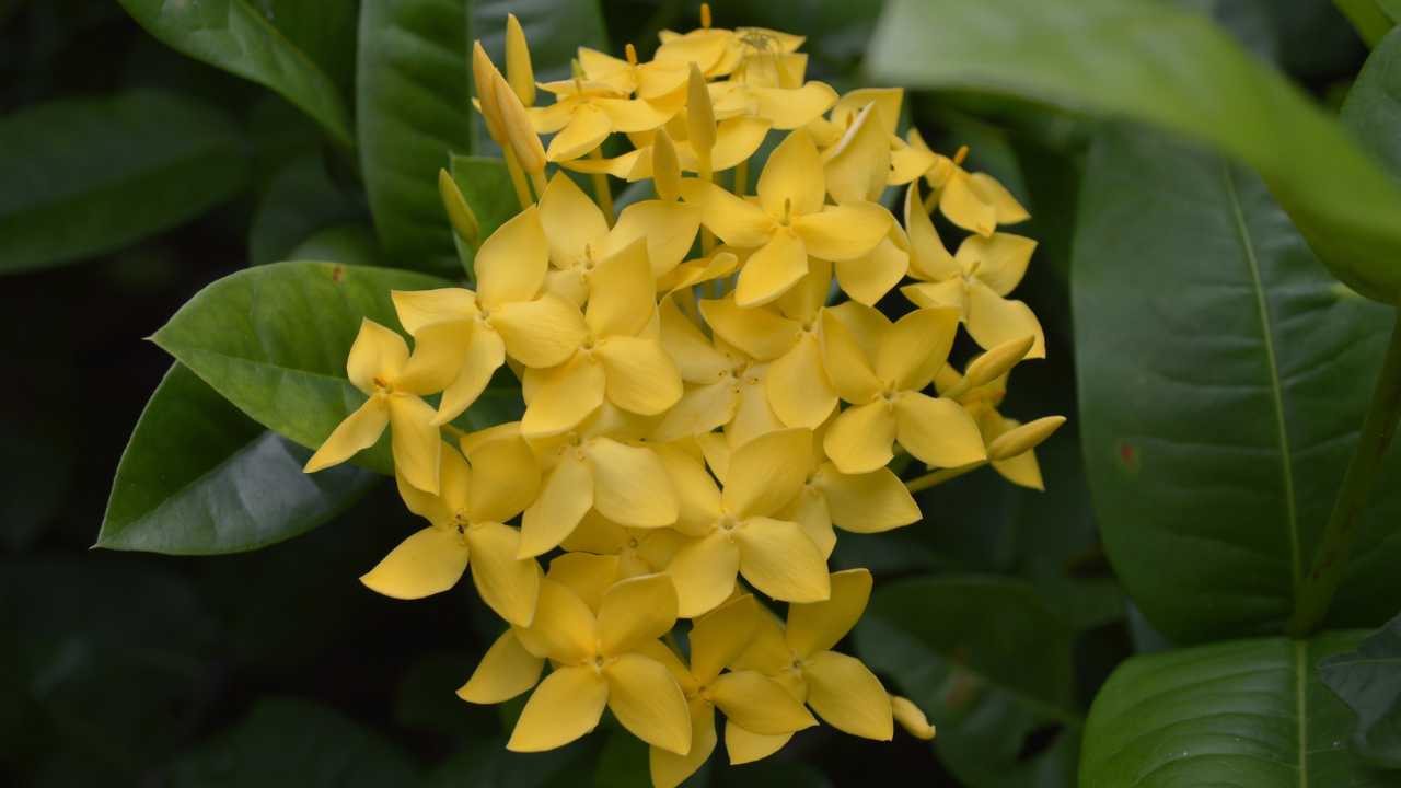 Jasmim Amarelo Pendente: A Elegância Perfumada para o Seu Jardim