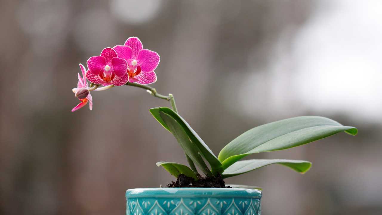 Mini Orquídea Natural: Beleza em Diminuto para o Seu Espaço