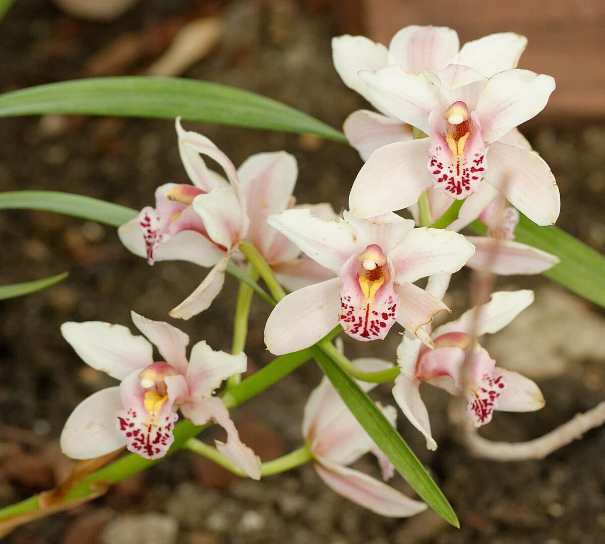 Orquídea Cymbidium Branca: Beleza Elegante em Flores
