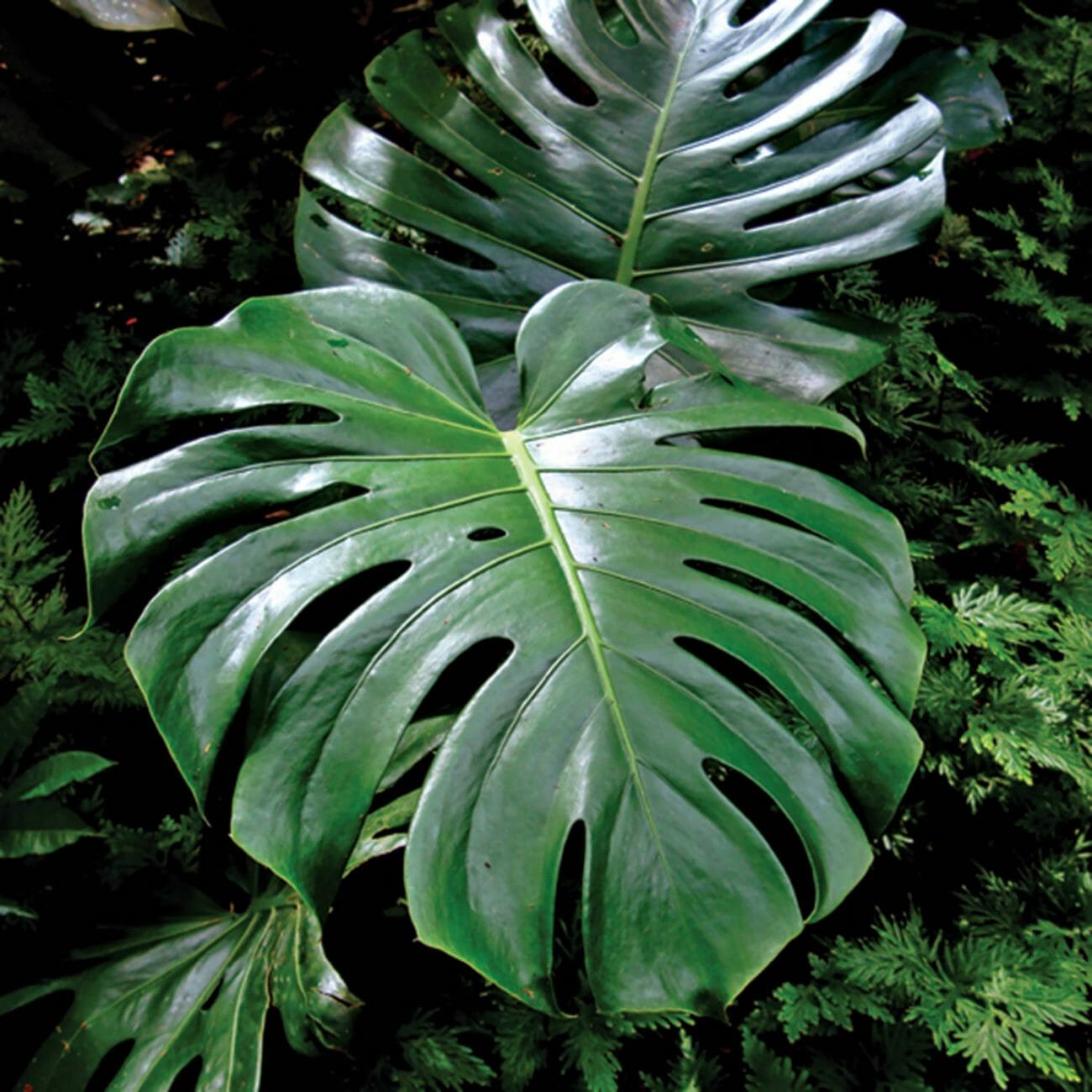 Plantas de Folhas Grandes: Transformando Espaços com Beleza Natural