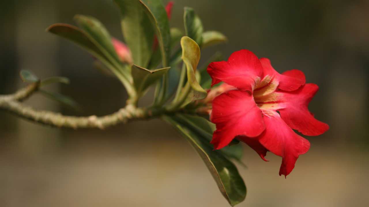 Rosa do Deserto Grande: Explorando a Elegância Botânica e os Segredos do Cultivo