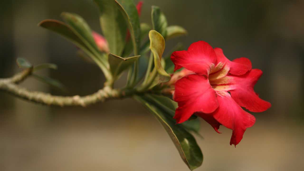 Rosa do Deserto Grande