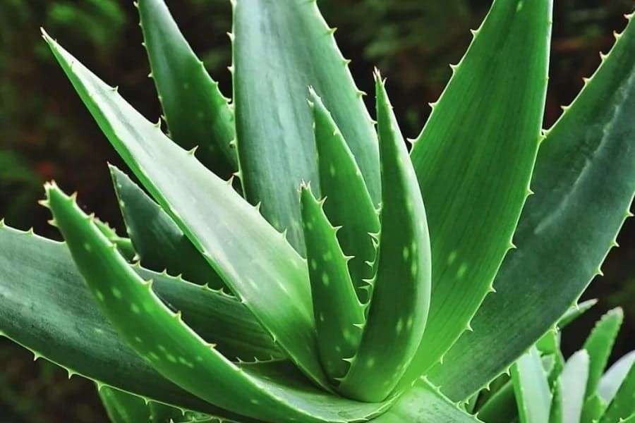 aloe vera