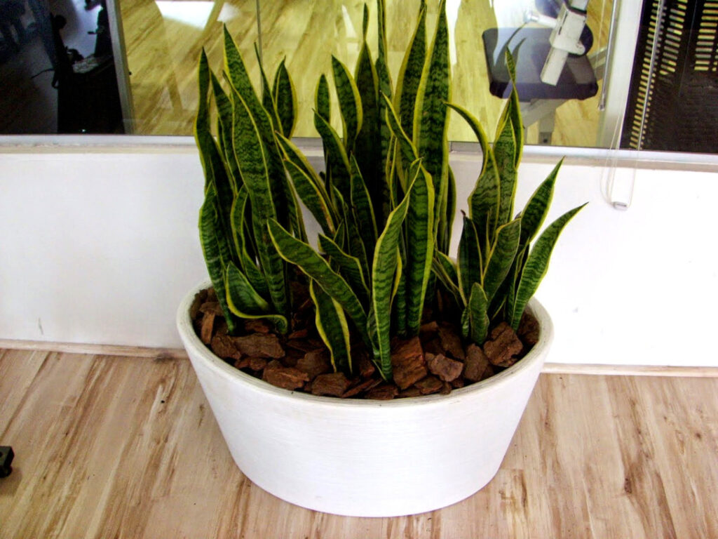 plantas-para-apartamento-espada-de-são-jorge