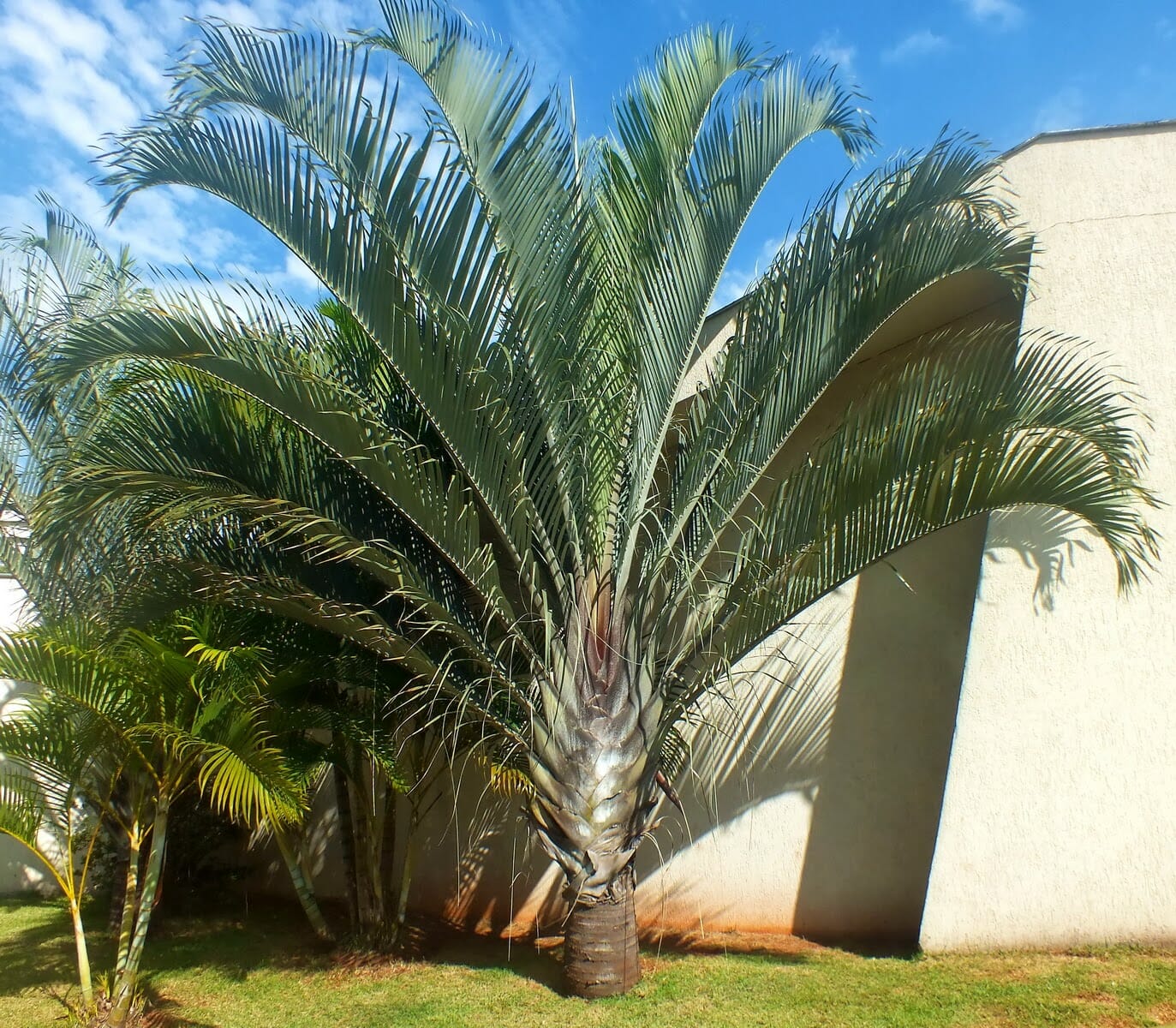 Palmeira Triangular