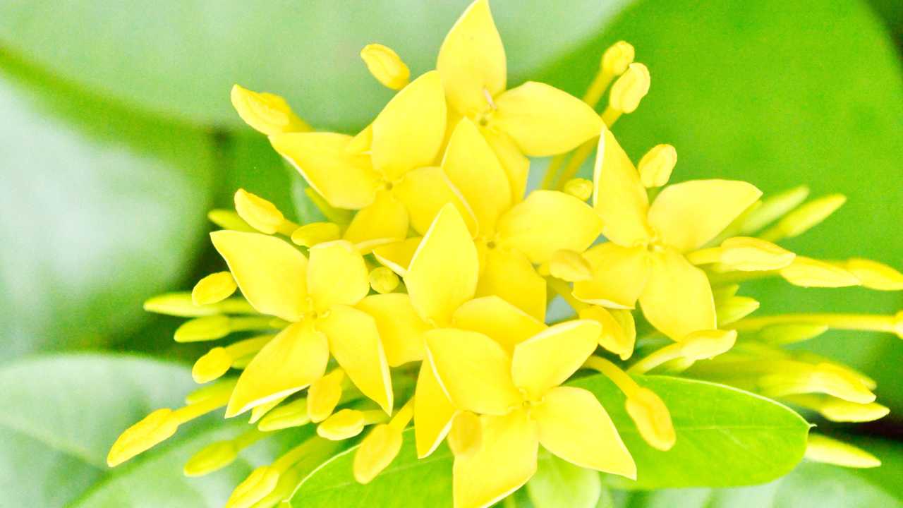 O Encanto do Jasmim Amarelo: Beleza, Fragrância e Significado