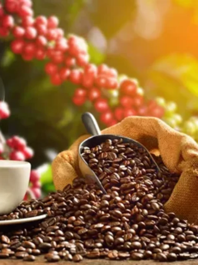 8 Dicas de como cultivar um pé de café em casa