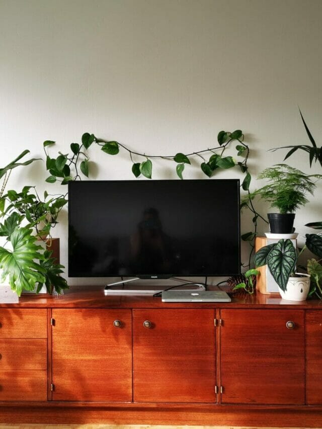 Plantas ao redor da TV? 8 dicas para decorar sua sala