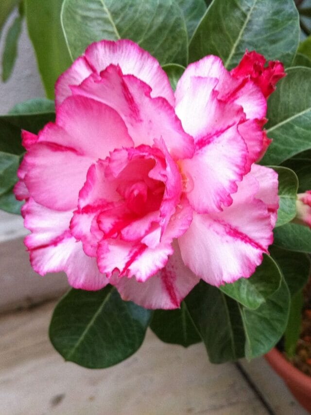 Rosa do Deserto: A Planta que Transforma seu Jardim