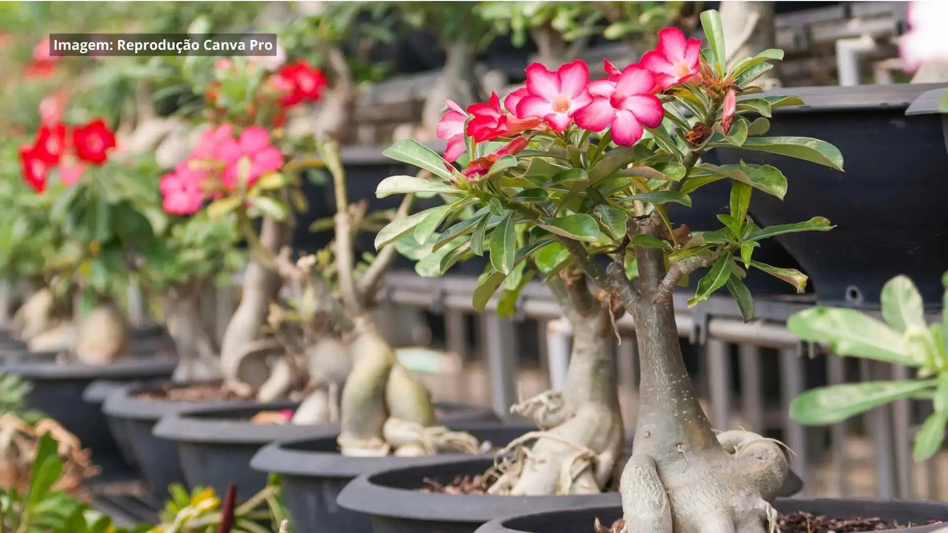 como acelerar o crescimento da rosa do deserto