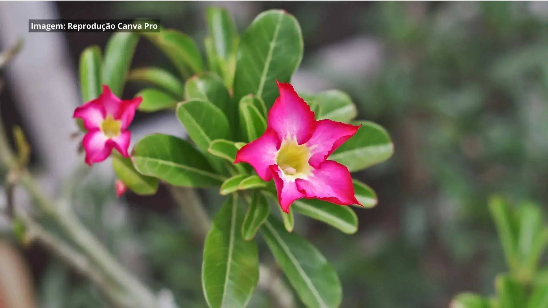 Como Mudar A Rosa Do Deserto