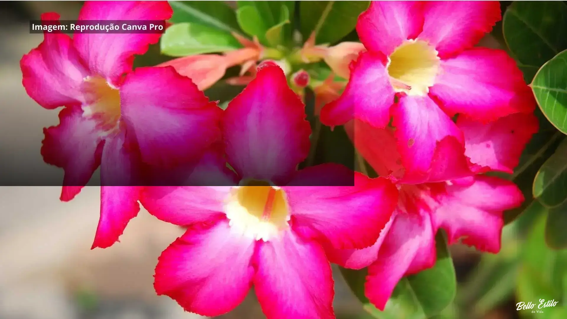 como mudar rosa do deserto