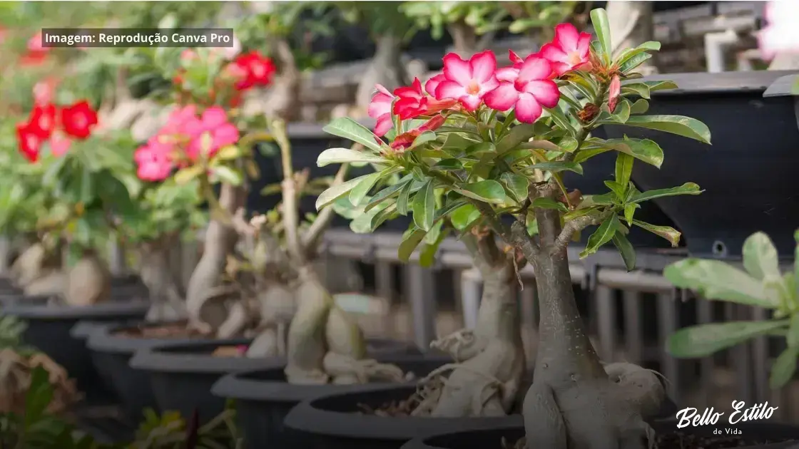 Como Plantar Galho De Rosa Do Deserto?