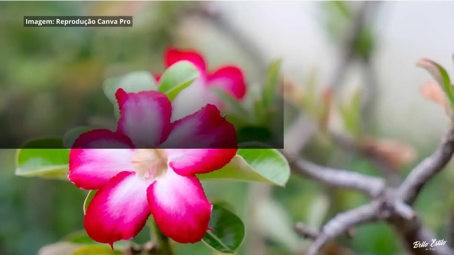 onde comprar rosa do deserto