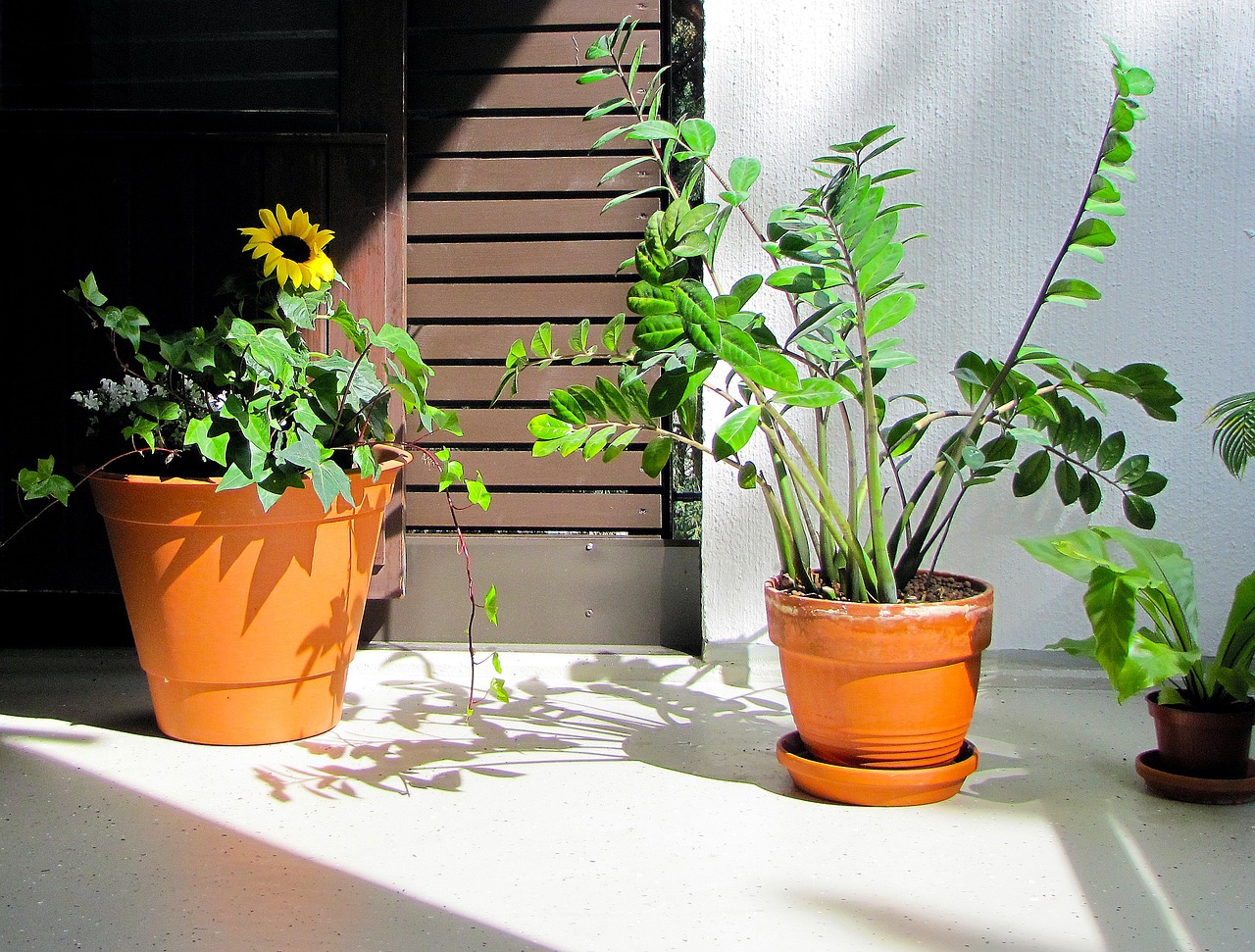 Descubra o Segredo dos Decoradores: Como a Zamioculca Transforma Qualquer Ambiente!