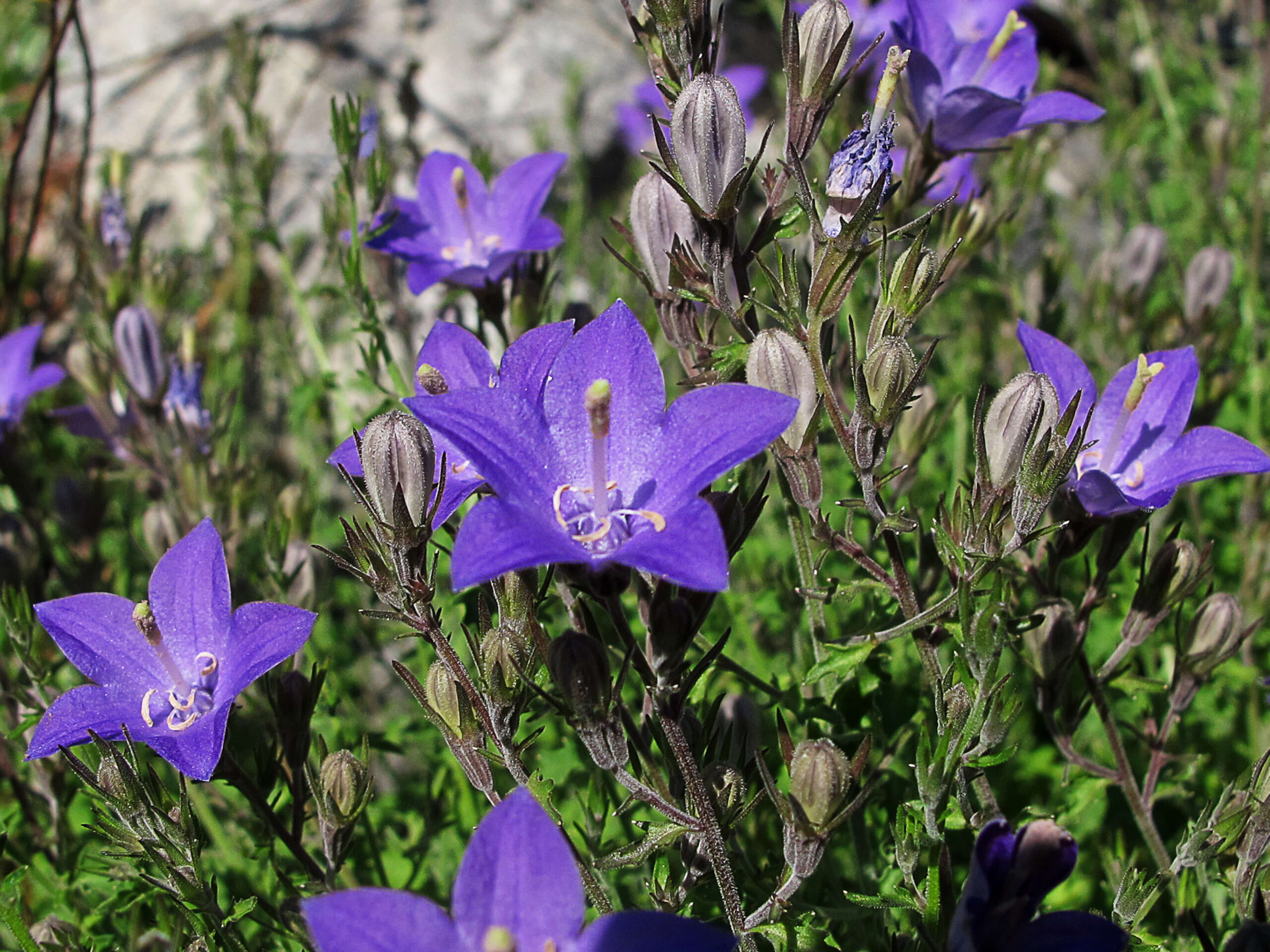 Campânula: Descubra os Segredos e a Beleza Encantadora desta Flor