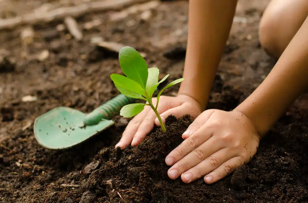 Como fazer um Jardim Simples