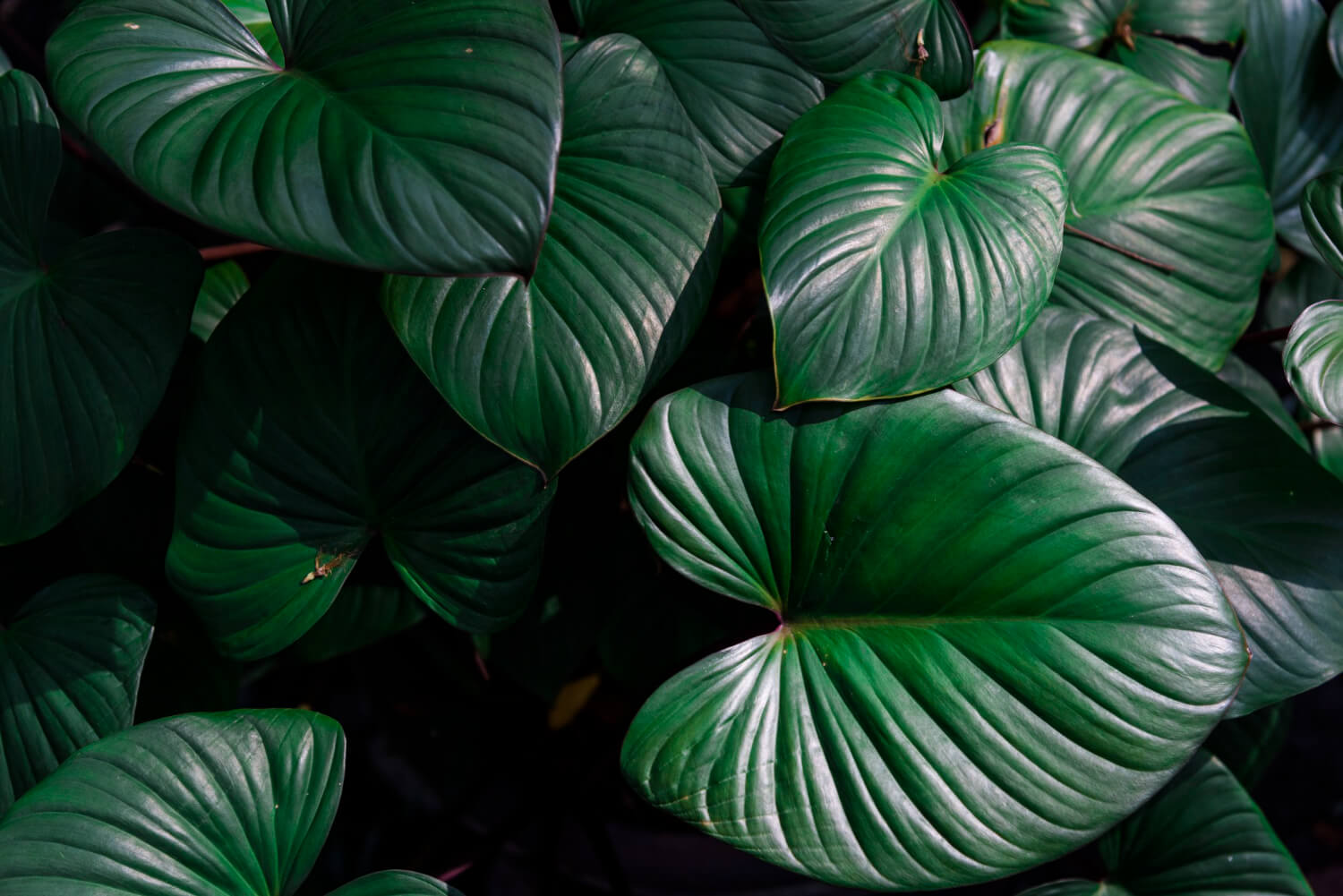 Desvendando os Mistérios da Costela-de-Adão: Dicas Essenciais para Cultivar e Cuidar Dessa Planta Exuberante em Casa