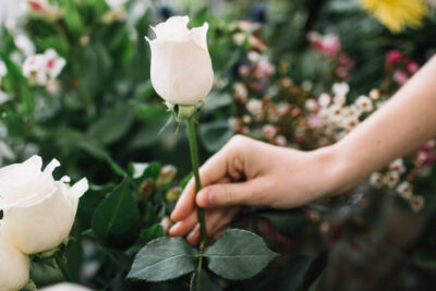 Incrível! Descubra os Segredos para Cultivar Rosas Brancas Perfeitas em Casa