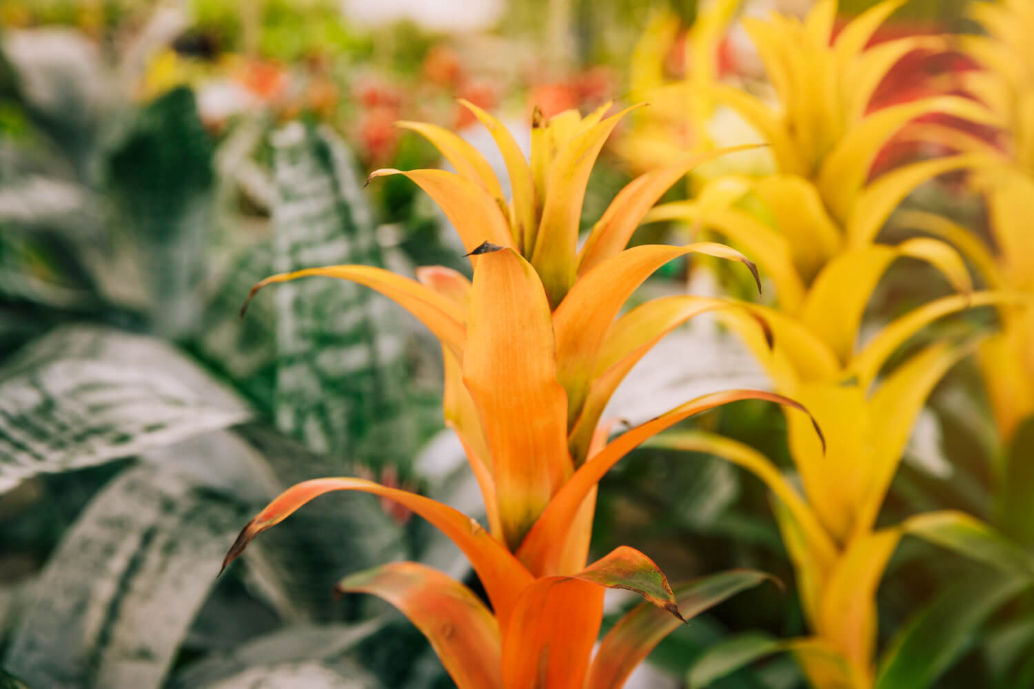 Planta Camarão Amarelo