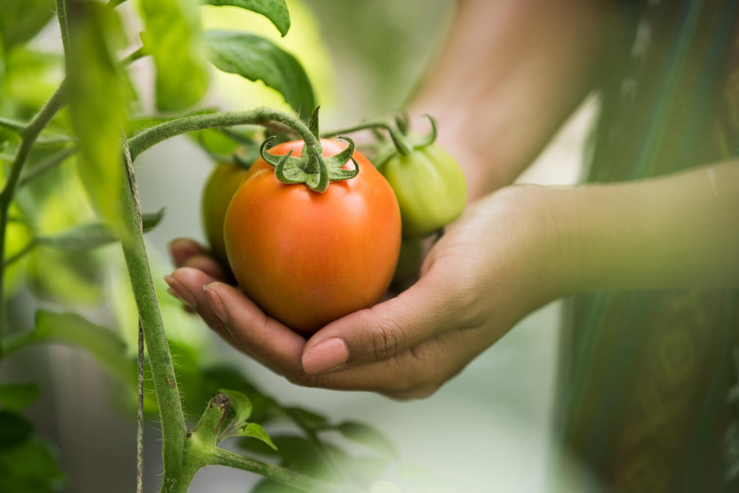 Plantar Tomate