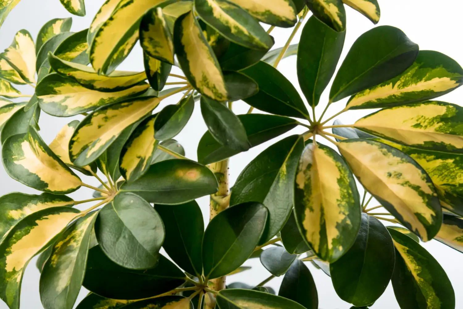 Como Cuidar da Planta Jiboia