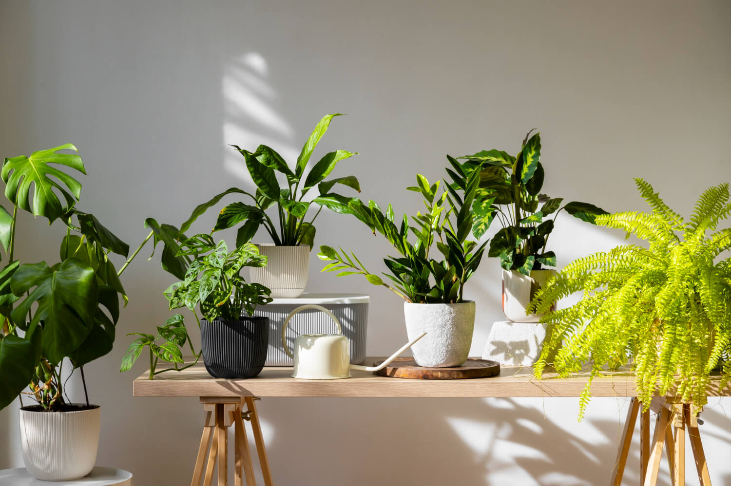 Plantas em Casa