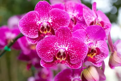 Como Cuidar de Orquídeas: Dicas Saudáveis e Essenciais para Plantas Exuberantes