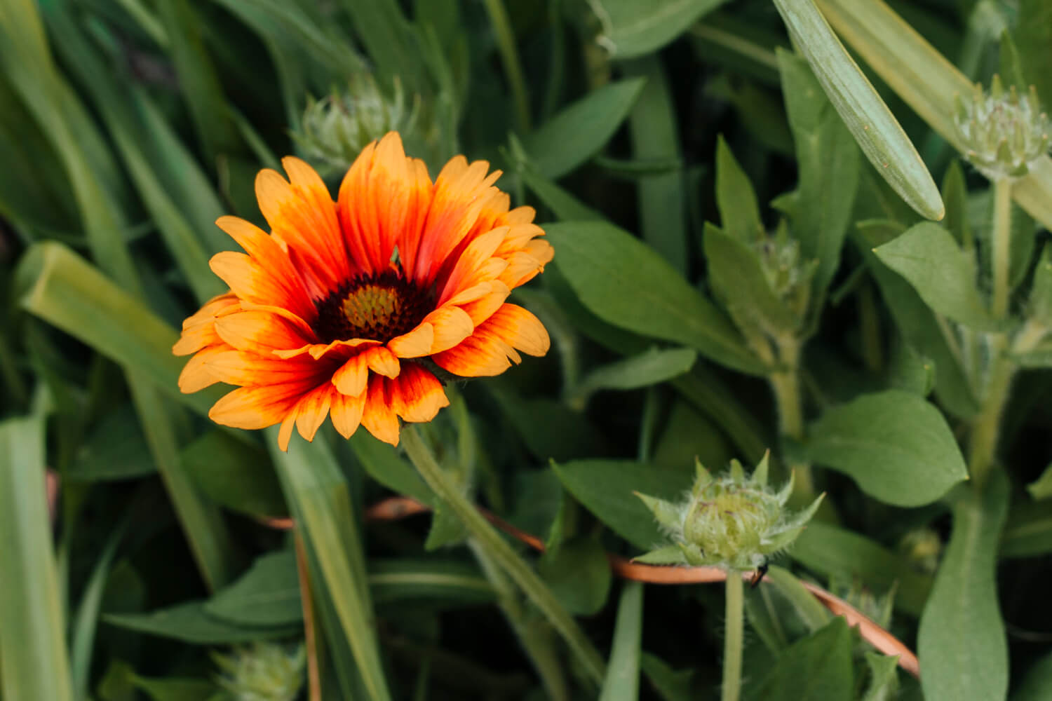 Como Cultivar Gérberas