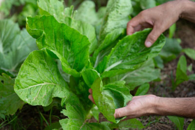 Como Proteger suas Couves de Lagartas com Tela Sombrite: Guia Sem Agrotóxicos