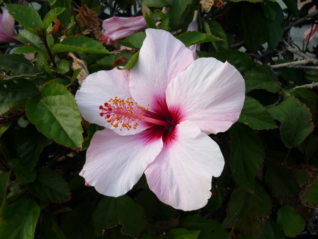 Hibisco 