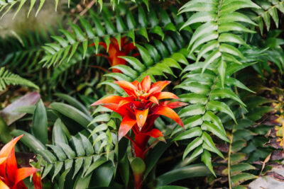 Como Criar um Jardim Tropical em Casa: Dicas, Plantas Ideais e Manutenção