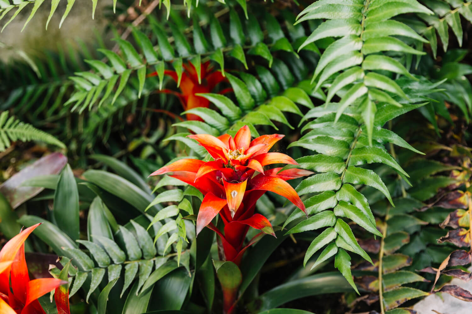 Como Criar um Jardim Tropical