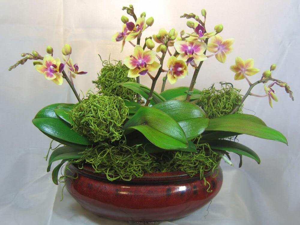 Mini Orquídeas