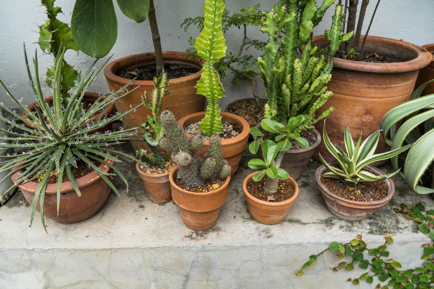 Plantas para Jardim