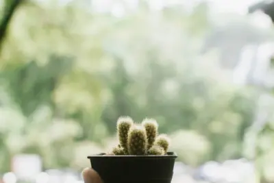 Cacto Dedo de Dama: Como Usar Esta Planta Exótica na Decoração de Interiores