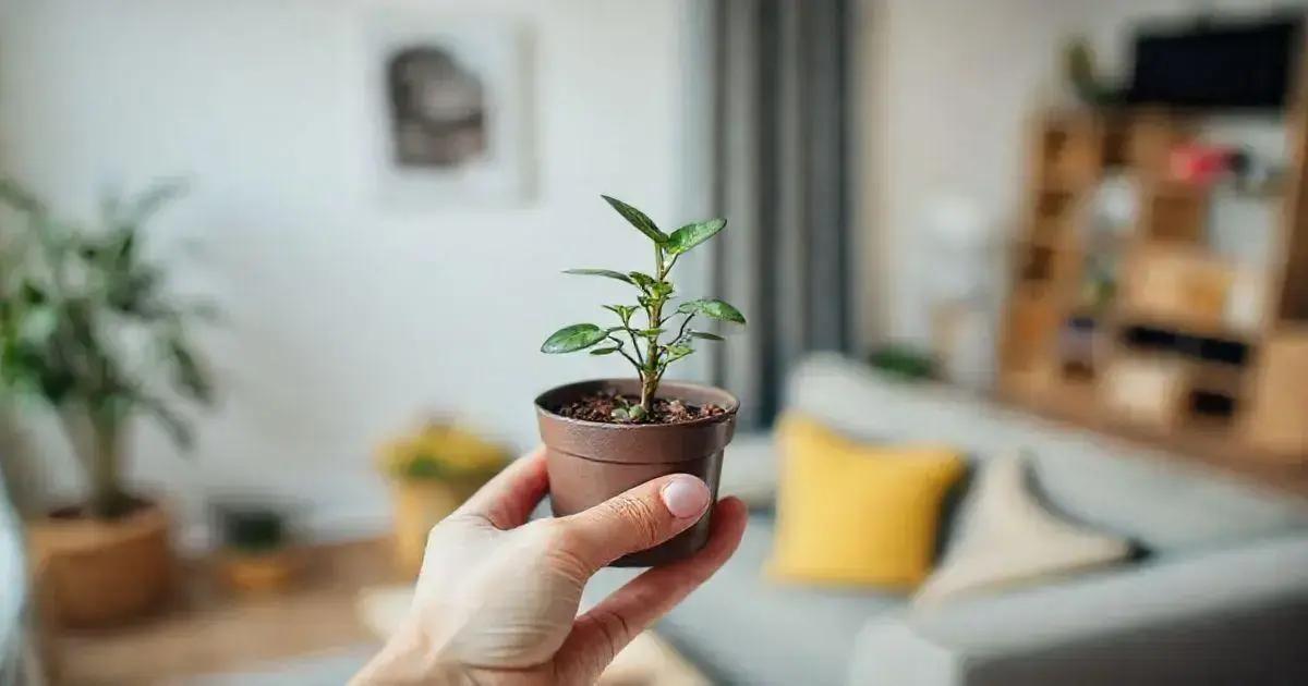 Plantas pendentes para jardins internos: como escolher a melhor opção